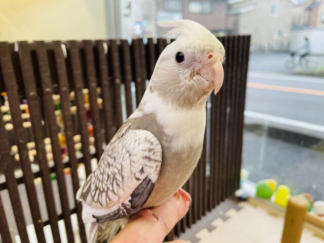 オカメインコ