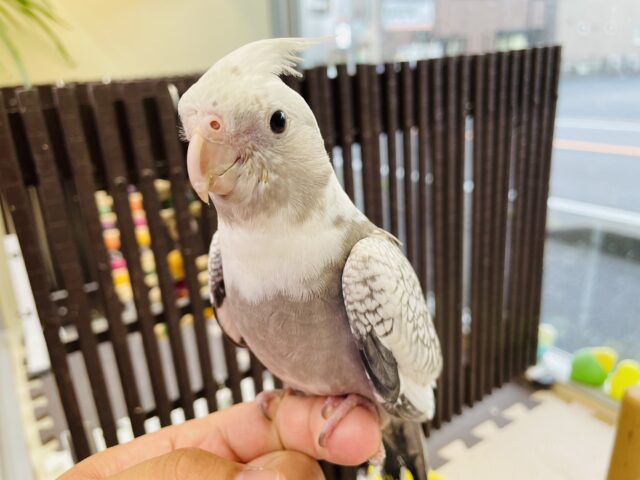 オカメインコ