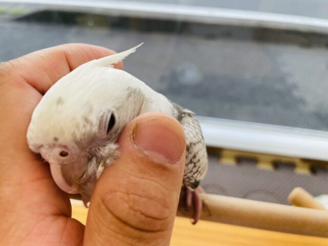 最新画像あります✨ヒナ餌卒業❤️他とは違うこのシックなカラーがいいですよね🩶オカメインコ（ホワイトフェイスパール）