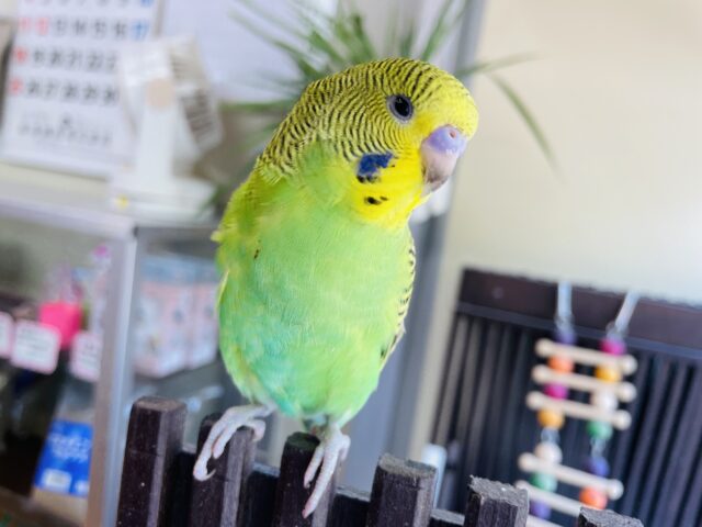 セキセイインコ