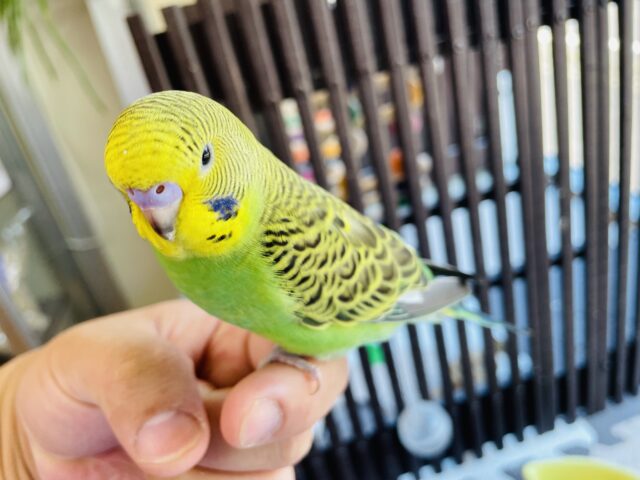 セキセイインコ