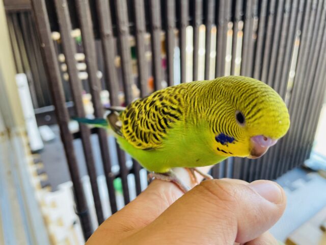 セキセイインコ