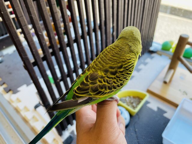 セキセイインコ