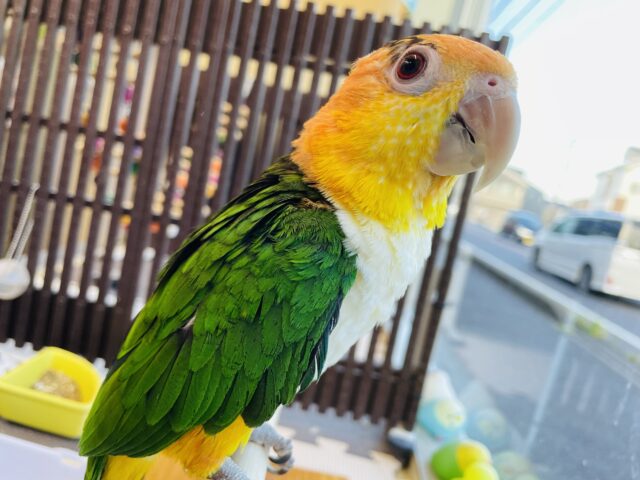 シロハラインコ