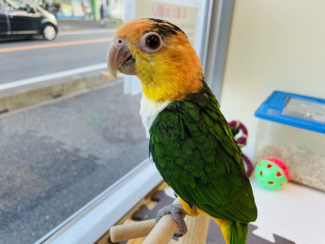 シロハラインコ