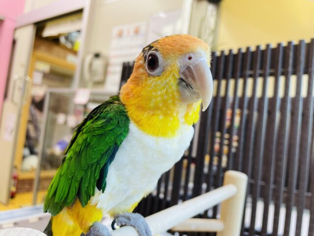 シロハラインコ