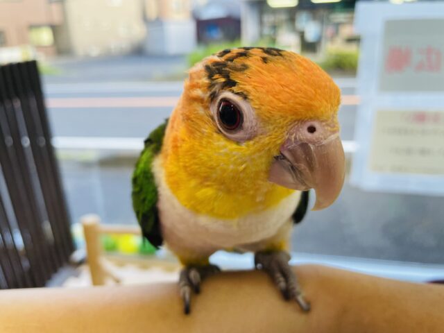 シロハラインコ