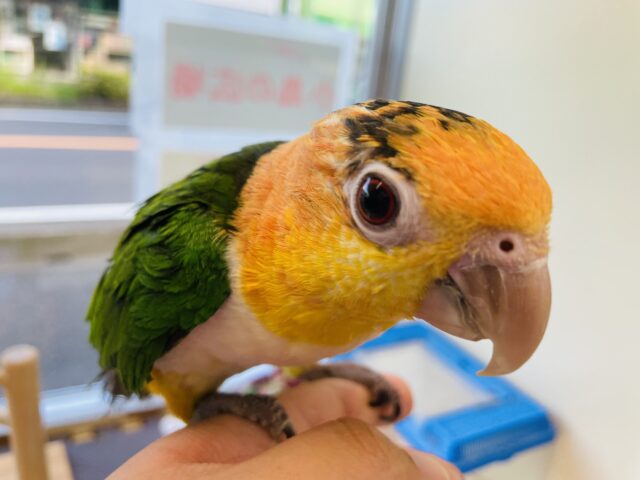 シロハラインコ