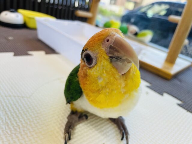 シロハラインコ