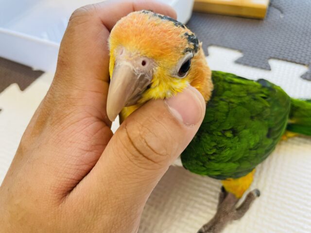 シロハラインコ