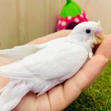 🪽きゃわわな心の天音ちゃん🪽🤍🤍🤍　セキセイインコ　ダブルファクター