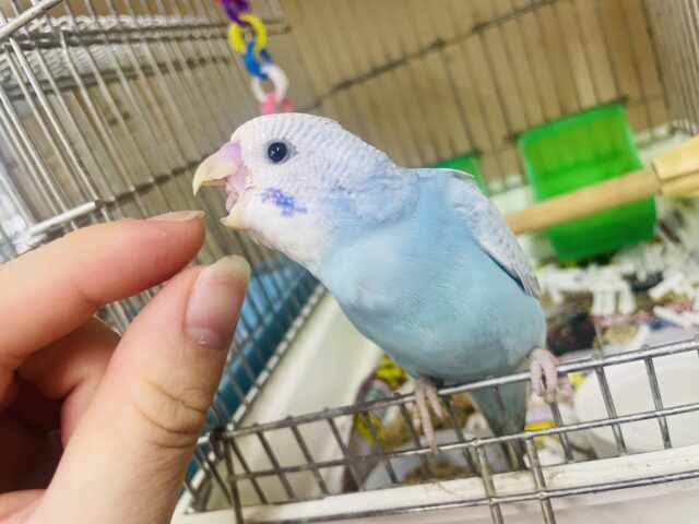 セキセイインコ