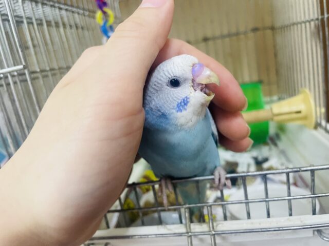 セキセイインコ