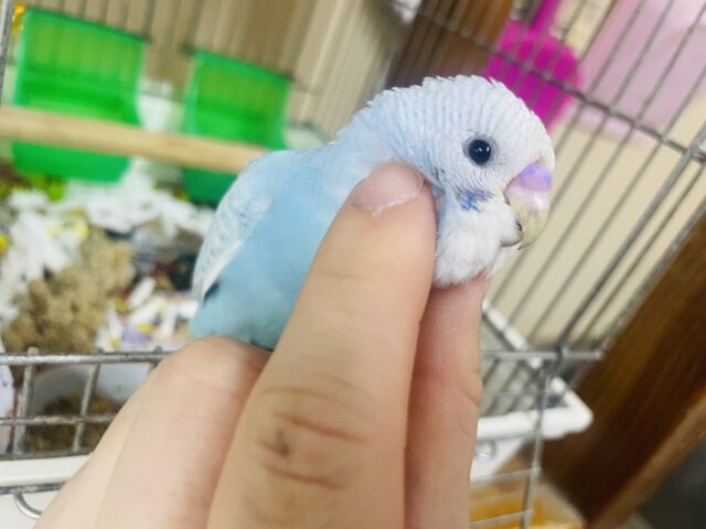 セキセイインコ