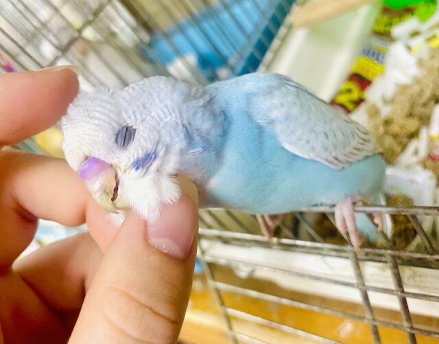 なれてるよ〜❣️1人餌❣️手のり❣️最新画像❣️背伸びのびのび気味の君～？😊✨✨　セキセイインコ　ブルースパングル　