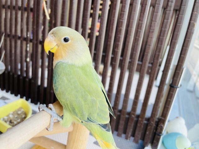 コザクラインコ（小桜インコ）