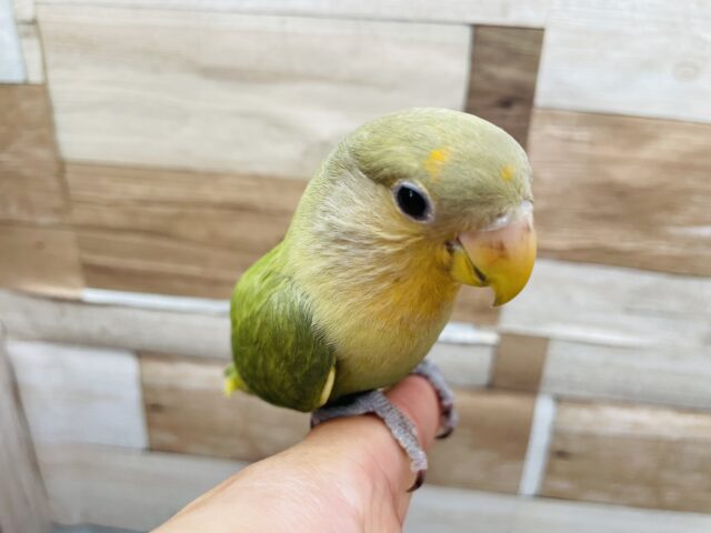 コザクラインコ（小桜インコ）