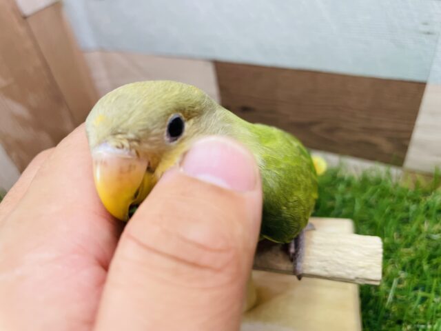 コザクラインコ（小桜インコ）