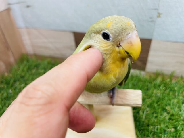 最新画像あります⭐️ヒナ餌卒業🎓お顔がオレンジになるのが楽しみです🧡コザクラインコのオレンジフェイス！！