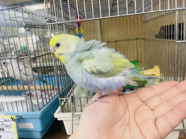 セキセイインコ