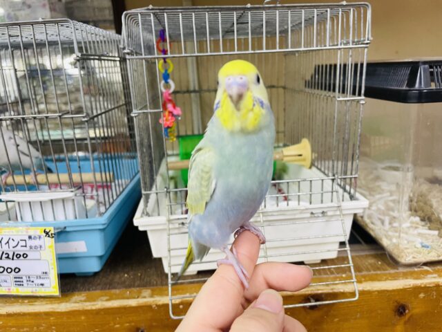 セキセイインコ