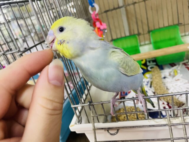 セキセイインコ