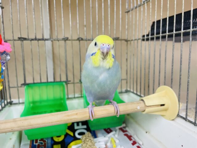 セキセイインコ