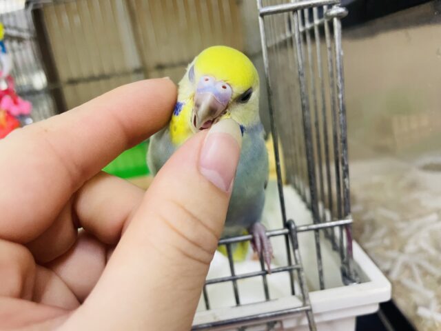 セキセイインコ