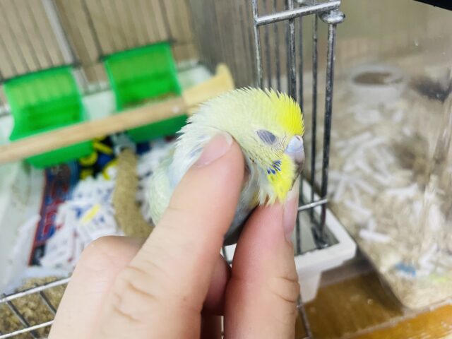 セキセイインコ