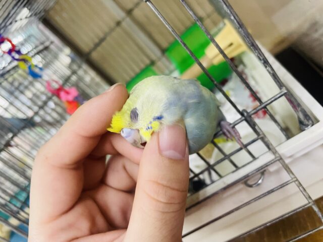 セキセイインコ