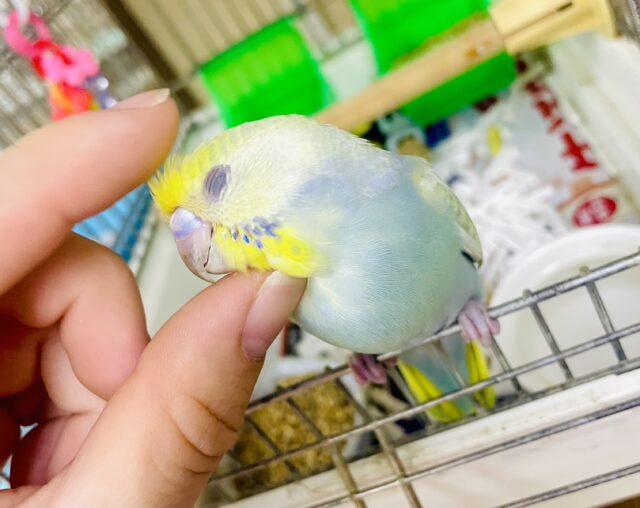 なれてるよ〜❣️手のり❣️1人餌❣️最新画像更新🌟おしとやかくすみカラー(｀･ω･´)ゞ💛めろかわいい　セキセイインコ　パステルカラーレインボー