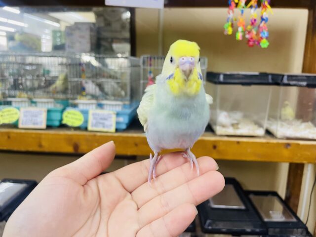 セキセイインコ