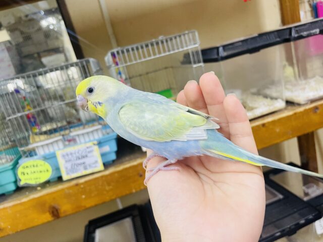 セキセイインコ