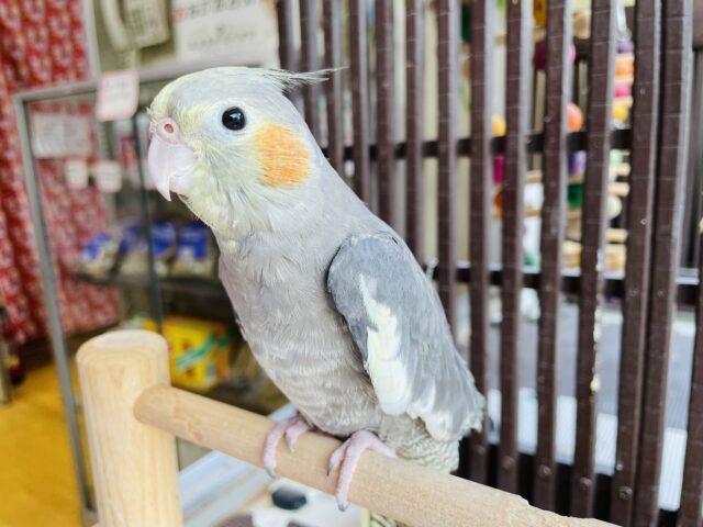 オカメインコ