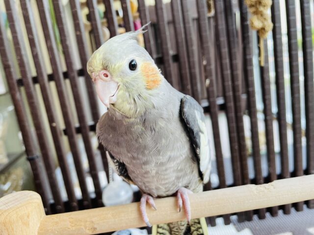 オカメインコ