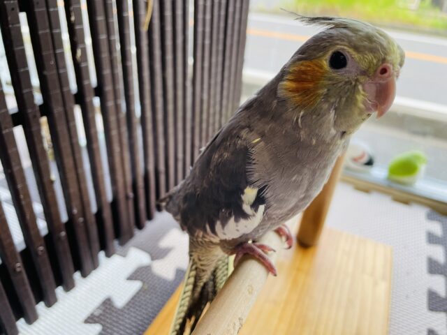 オカメインコ