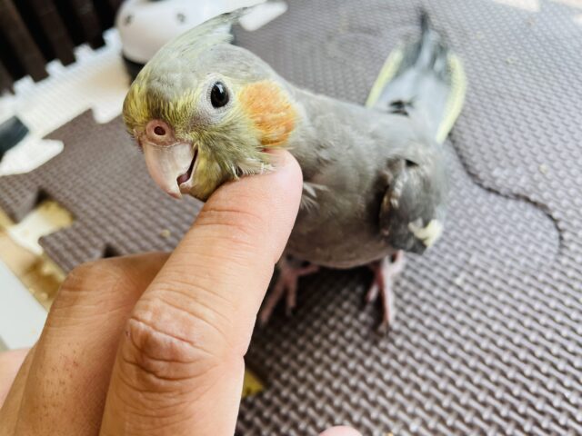 オカメインコ