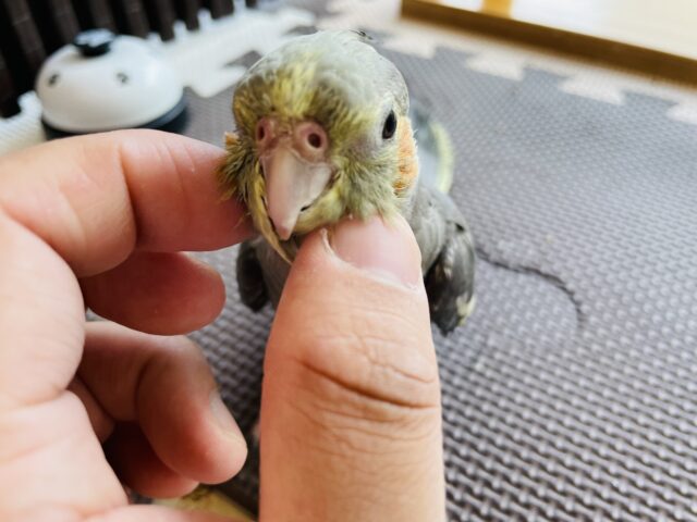 最新画像あります⭐️当店生まれ❣️甘えん坊な「ピョーちゃん」😍オカメインコのノーマル！！