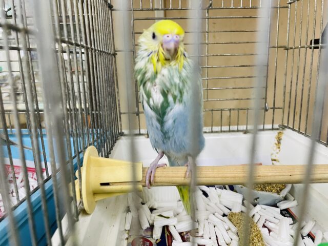 セキセイインコ