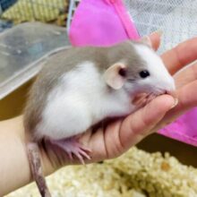 美人さん💗お家から覗いちゃう💓💓💓　ファンシーラット　ハスキー　女の子