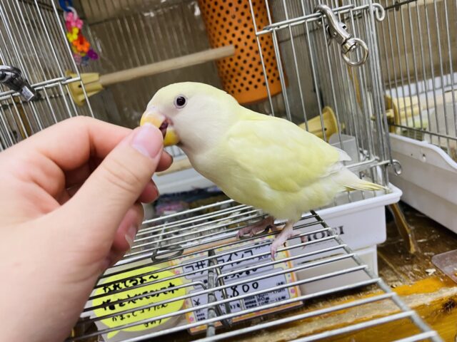 コザクラインコ（小桜インコ）