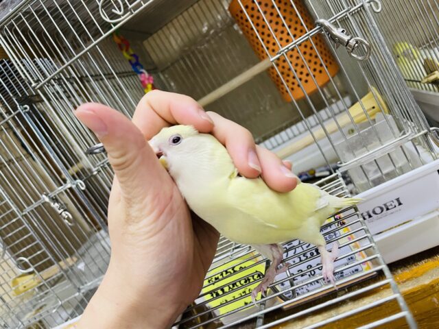 コザクラインコ（小桜インコ）