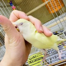 なれてるよ〜❣️1人餌❣️手のり❤️最新画像🌠夜空も夏めく🌠牡鹿月が近づく🌕　コザクラインコ　クリームルチノー