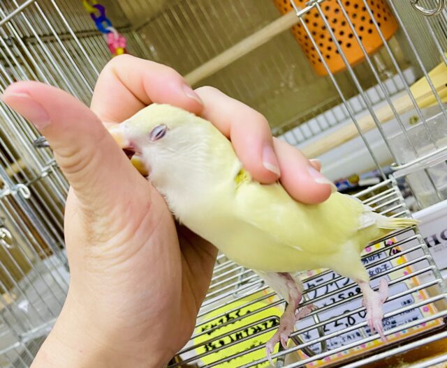 なれてるよ〜❣️1人餌❣️手のり❤️最新画像🌠夜空も夏めく🌠牡鹿月が近づく🌕　コザクラインコ　クリームルチノー