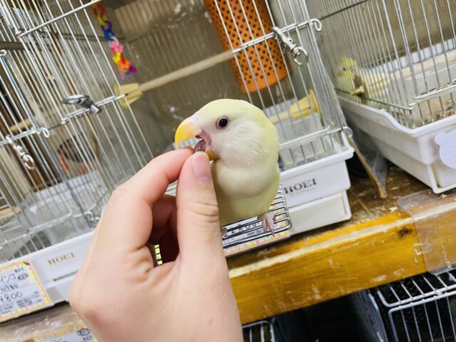 コザクラインコ（小桜インコ）