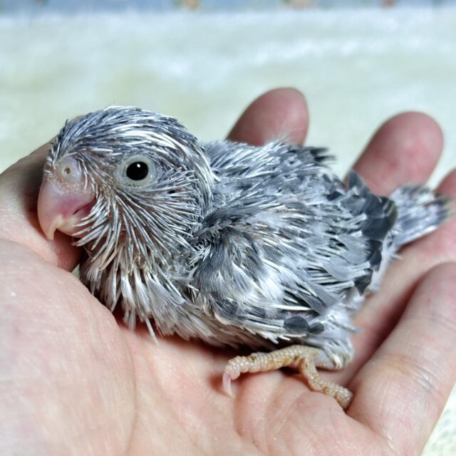 マメルリハ ミディアムパイドモーブ 男の子 💜🌧٭•。❁ マメルリハ