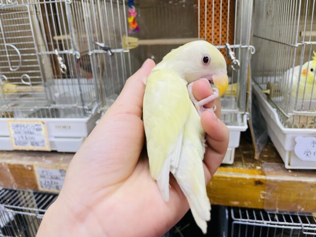 コザクラインコ（小桜インコ）