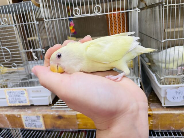 コザクラインコ（小桜インコ）