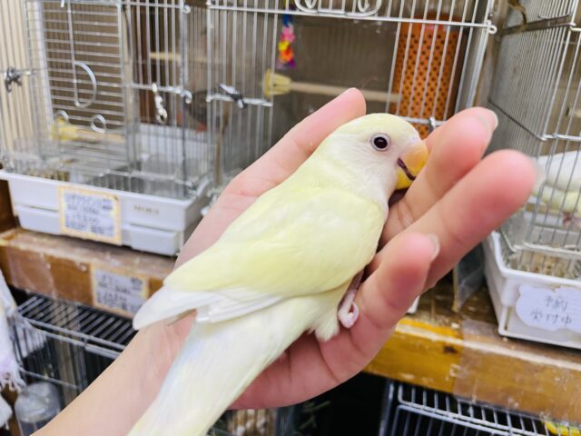 コザクラインコ（小桜インコ）