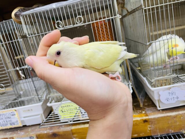 コザクラインコ（小桜インコ）